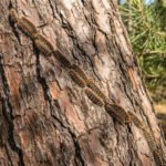 Une longue colonne de chenilles processionnaires velues, de couleur brun-orange, grimpant sur l'écorce rugueuse d'un pin, en forêt.
