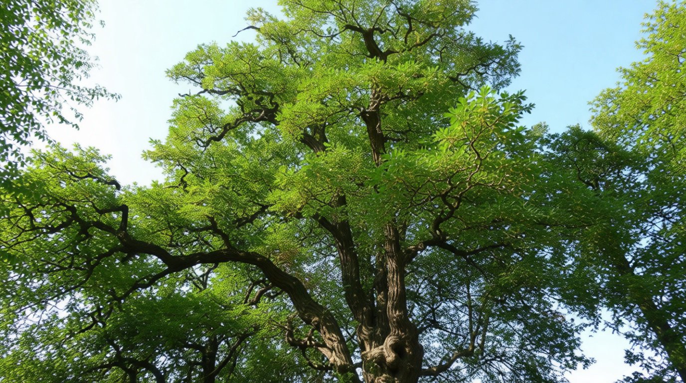 Le robinier : un bois dur à croissance soutenue