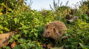 Un hérisson marche à travers un champ d'orties vertes baigné de lumière dorée, le museau au sol, explorant son environnement.