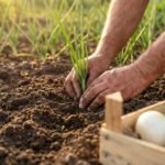 Mains d'un jardinier plantant un jeune plant d'oignon vert dans la terre d'un potager. Des oignons sont dans une caisse.