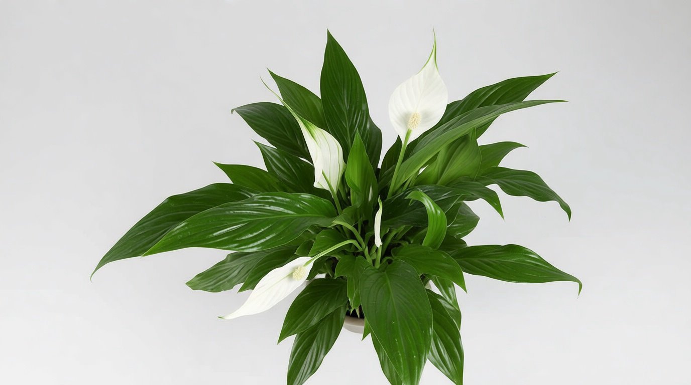 🌼 Réussir l'entretien du Spathiphyllum et des jardinières