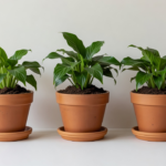 Trois pots en terre cuite avec des plantes, regroupés à l'ombre, sans étiquette.